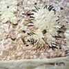 Detail 1