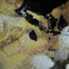 Colloid, Detail 5