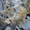 Maybe Lupus Is My Friend? (Detail 3)