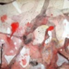 Connective Tissue (Detail 1)