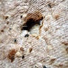 4 (detail 5)