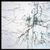 Chautauqua Tree (Sensory Neuron)