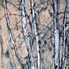 Chautauqua Tree 2009