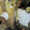 Colloid, Detail 6