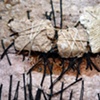 4 (detail 2)