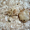 Detail 4