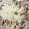 Detail 5