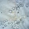#5 (Detail)