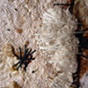 4 (detail 3)