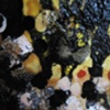 Colloid, Detail 11