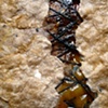 4 (detail 6)