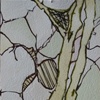 Lisboa Tree Drawing 3