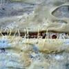 Detail 3