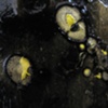 Colloid, Detail 14