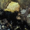 Colloid, Detail 15