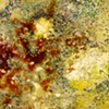Autoimmune (Paint) Details