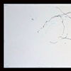 Tree Drawing 2 (Chautauqua)