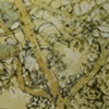 Lisboa Tree Drawing 8