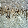 2 (Detail 1)