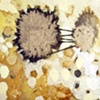 Detail 12