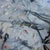 Maybe Lupus Is My Friend? (Detail 4)