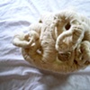 Growth Family ( 1)