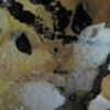 Colloid, Detail 22