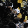 Colloid, Detail 10