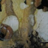 Colloid, Detail 17