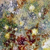 Autoimmune (Paint)