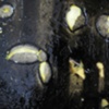 Colloid, Detail 18