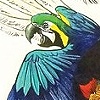Bird of Paradise
