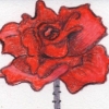 Rose 14