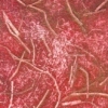 Rose 10