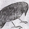 raven