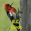 BC Birds
