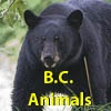BC Animals
