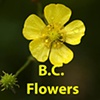 BC Flowers