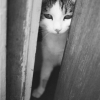 charlie