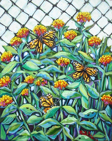 Monarch Butterflies lay their eggs on Milkweed