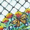 Milkweed with Monarchs