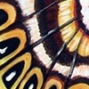 Flutterby