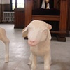 Like Lambs, detail Apostle Lamb