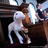 Like Lambs