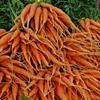 Carrots - 2