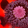 Red Poppy