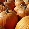 Pumpkin Stems