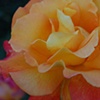 Rose 3