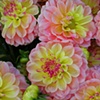Dahlias