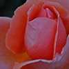 Rose 1